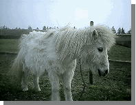 Bes�g af 'Gamle' ovre fra Engb�k