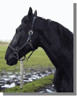 C�sar