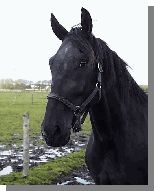 Flotte C�sar