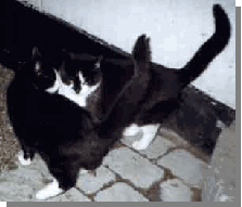 Ollie og Fr�kke k�ler
