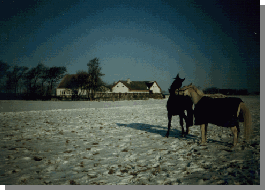 Vinteridyl p� Rosenvang