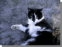 K�k lille kat